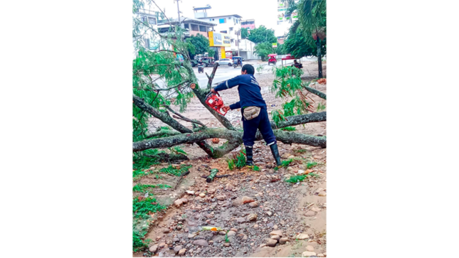 Limpieza del árbol derribado por temporal. 