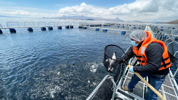 Sanipes y Mincetur capacitan a 94 profesionales sobre requisitos sanitarios para exportar trucha a Europa, Estados Unidos y Asia