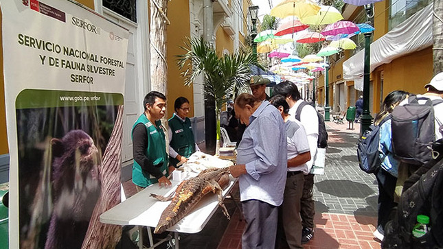 piura sfn
