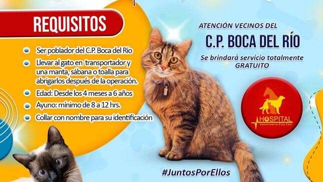 imagen de  campaña de esterilización para nuestras mascotas felinas