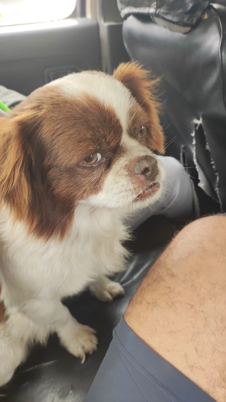 mascota  canina recuperado