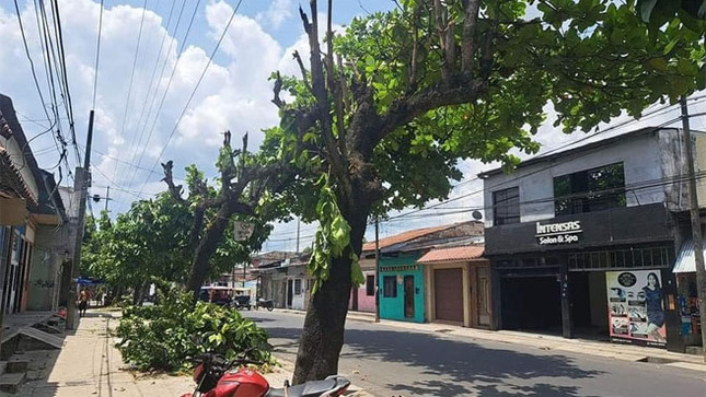 PODA DE ARBOLES