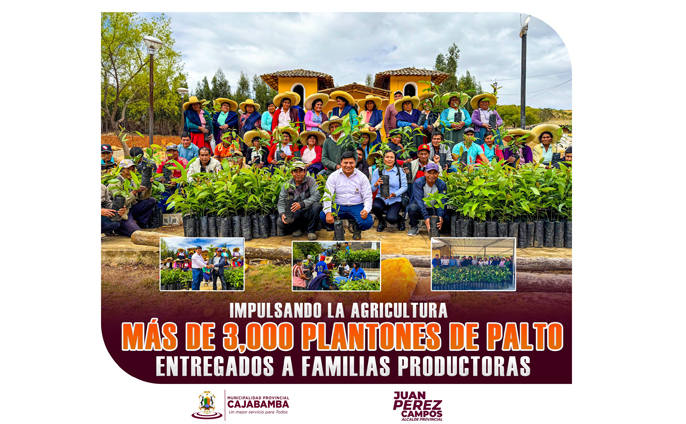 MPC entrega plantones de palto a más de 380 familias