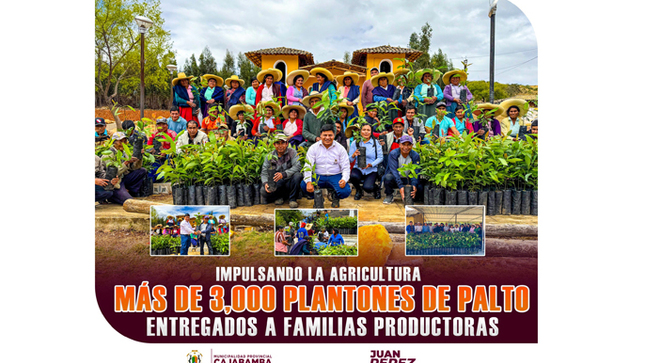 MPC entrega plantones de palto a más de 380 familias