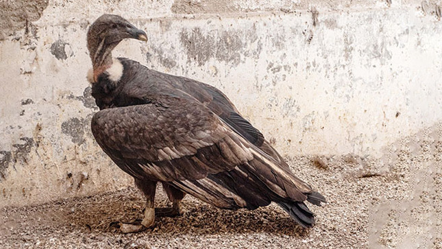 cóndor
