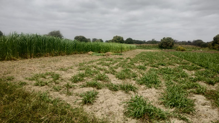 CULTIVO