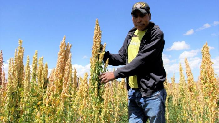 MIDAGRI: En primeros nueve meses del año, el sector agropecuario creció 2,8%