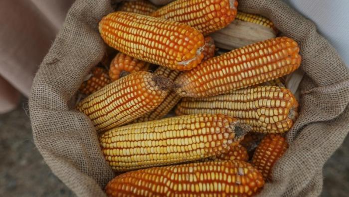 MIDAGRI: En primeros nueve meses del año, el sector agropecuario creció 2,8%