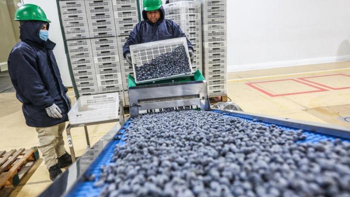 MIDAGRI: En primeros nueve meses del año, el sector agropecuario creció 2,8%