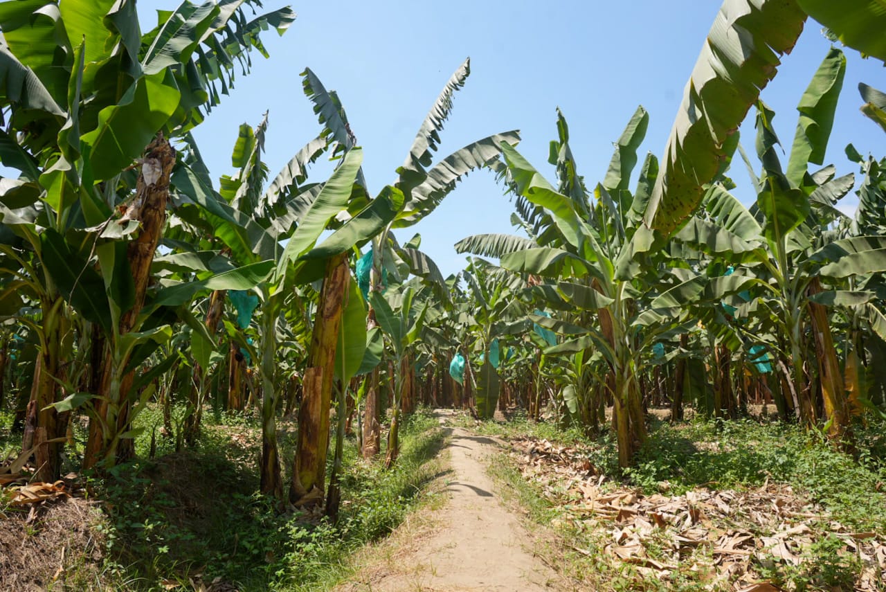 AGRO RURAL