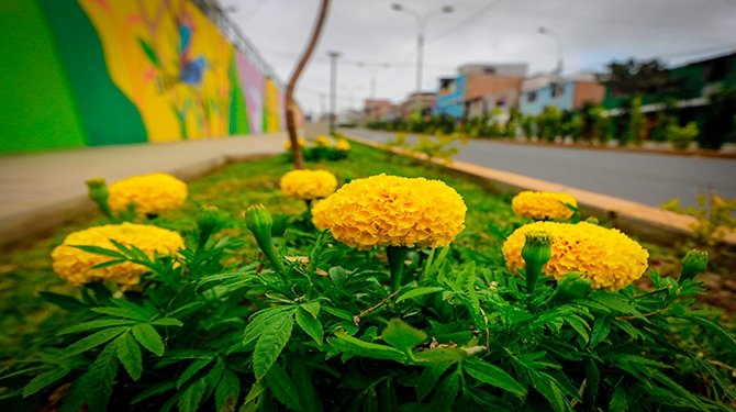 Se trata de más de 4km de plantas en toda la avenida