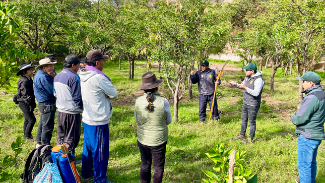 DRA Ayacucho garantiza manejo sostenible de 2 mil plantaciones de tara en Huancapi