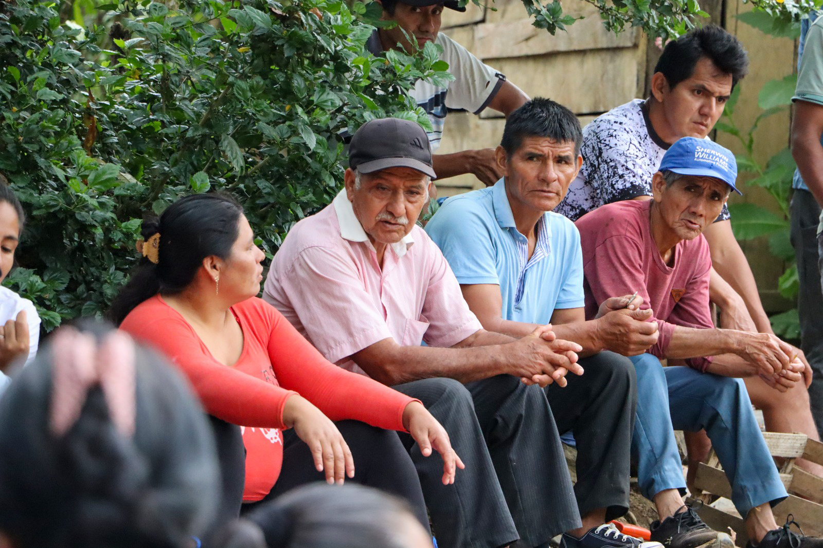 Avanza producción de 100 mil plantones de cacao en Palmapampa -  Samugari 
