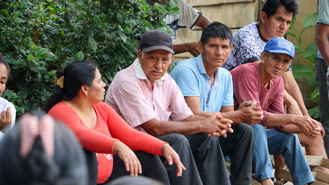Avanza producción de 100 mil plantones de cacao en Palmapampa -  Samugari 