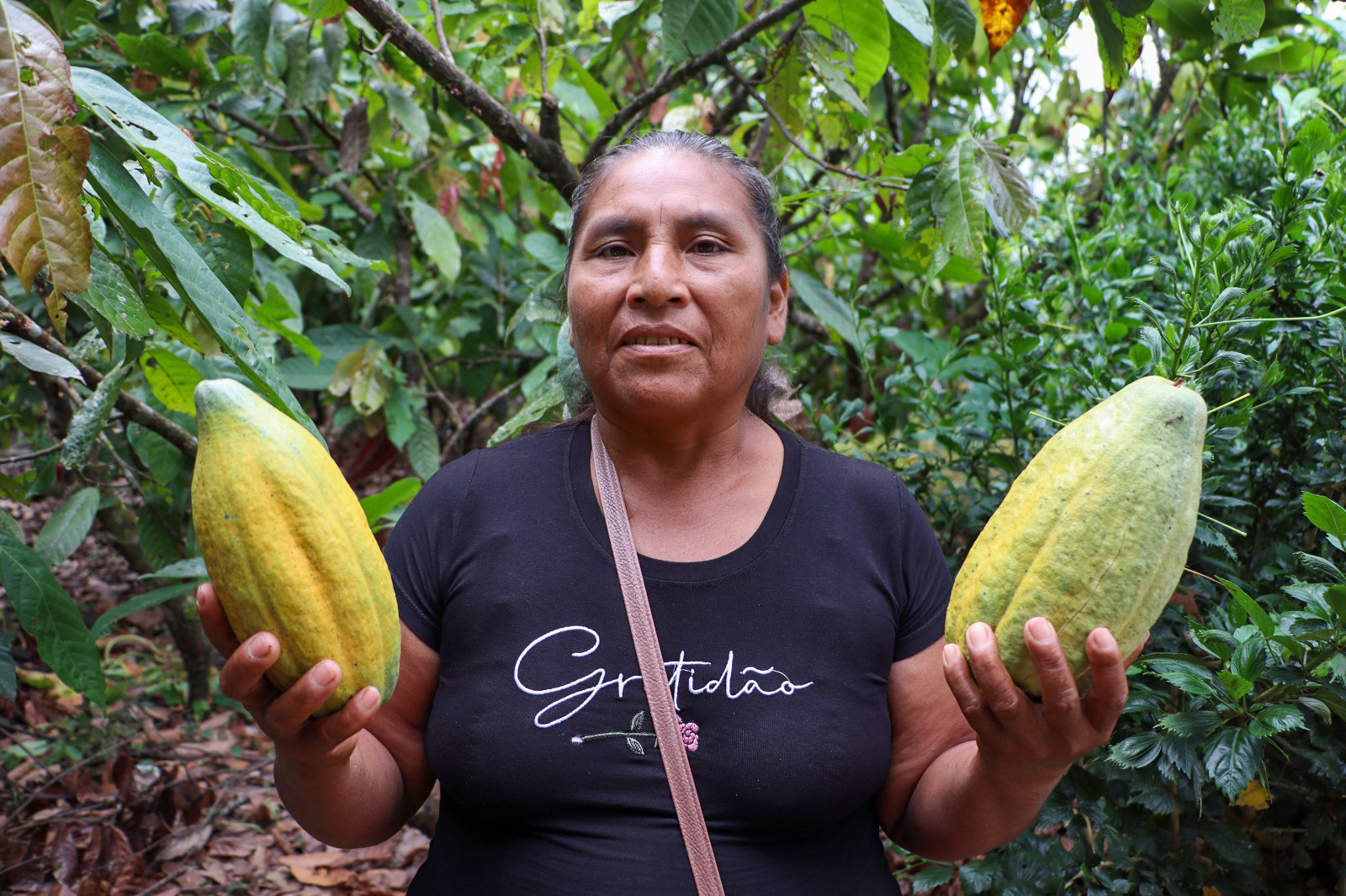 Avanza producción de 100 mil plantones de cacao en Palmapampa -  Samugari 
