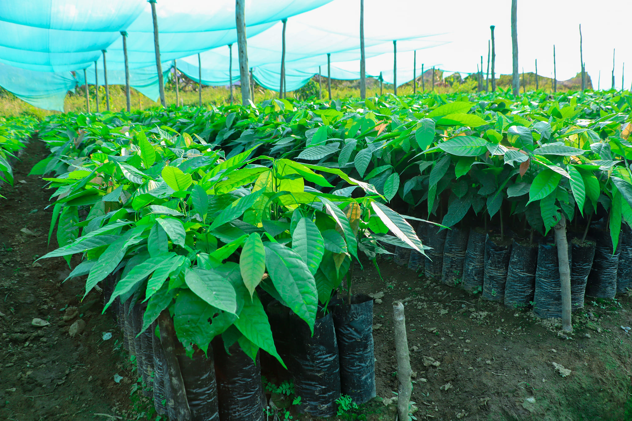 Avanza producción de 100 mil plantones de cacao en Palmapampa -  Samugari 