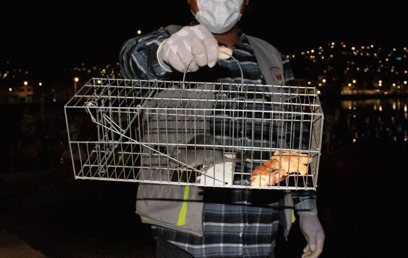 Realizan control de roedores en el puerto muelle de Puno y capturan 25 ratas