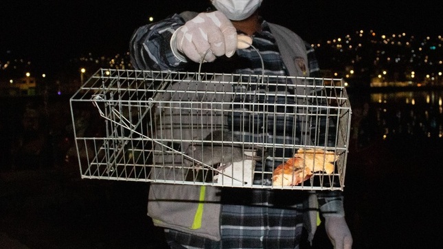 Realizan control de roedores en el puerto muelle de Puno y capturan 25 ratas