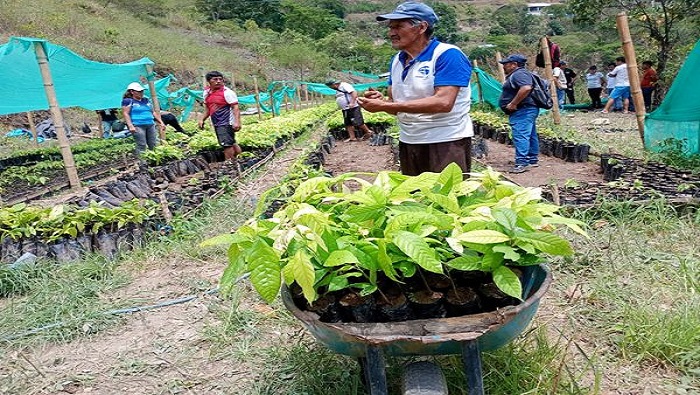 CACAO1