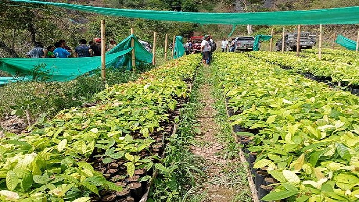 CACAO2