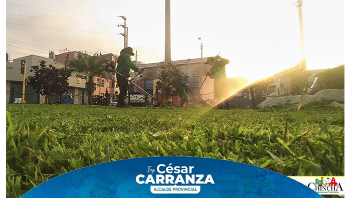 Desde el amanecer, el equipo de Parques y Jardines partió listo y preparado con todas las herramientas correspondientes, con la misión de realizar el debido mantenimiento a el Óvalo de Grocio Prado y toda la Avenida Luis Galvez Chipoco.
Dentro de las de funciones que realizan, se encuentra la poda de árboles y arbustos, y limpieza para promover la salud de la vegetación.
Más que un trabajo, este es nuestro compromiso con la comunidad para el disfrute de estos espacios urbanos que promuevan la serenidad y la conexión con la naturaleza.