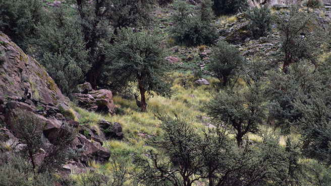 Agenda Regional de Investigación Forestal y de Fauna Silvestre