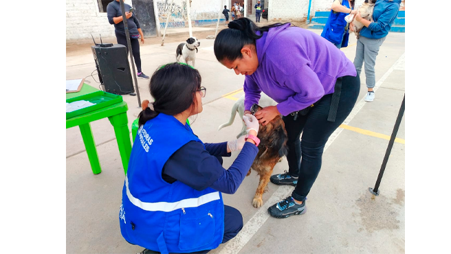 Desparasitaciòn y Antipulgas de mascotas en A.H. Ancieta Baja