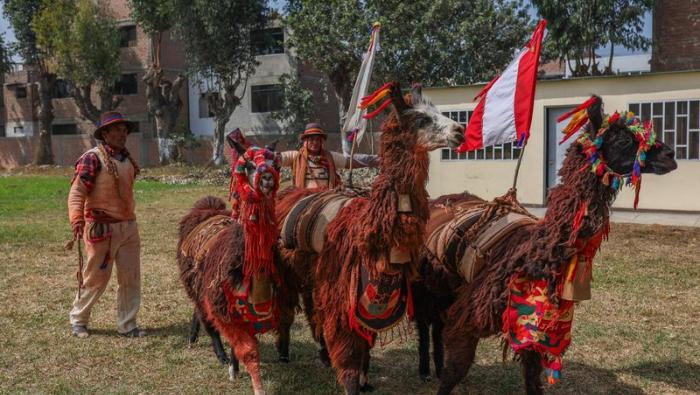 Gobierno reconoce a productores de ocho regiones en el Día Nacional de la llama