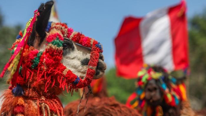 Gobierno reconoce a productores de ocho regiones en el Día Nacional de la llama