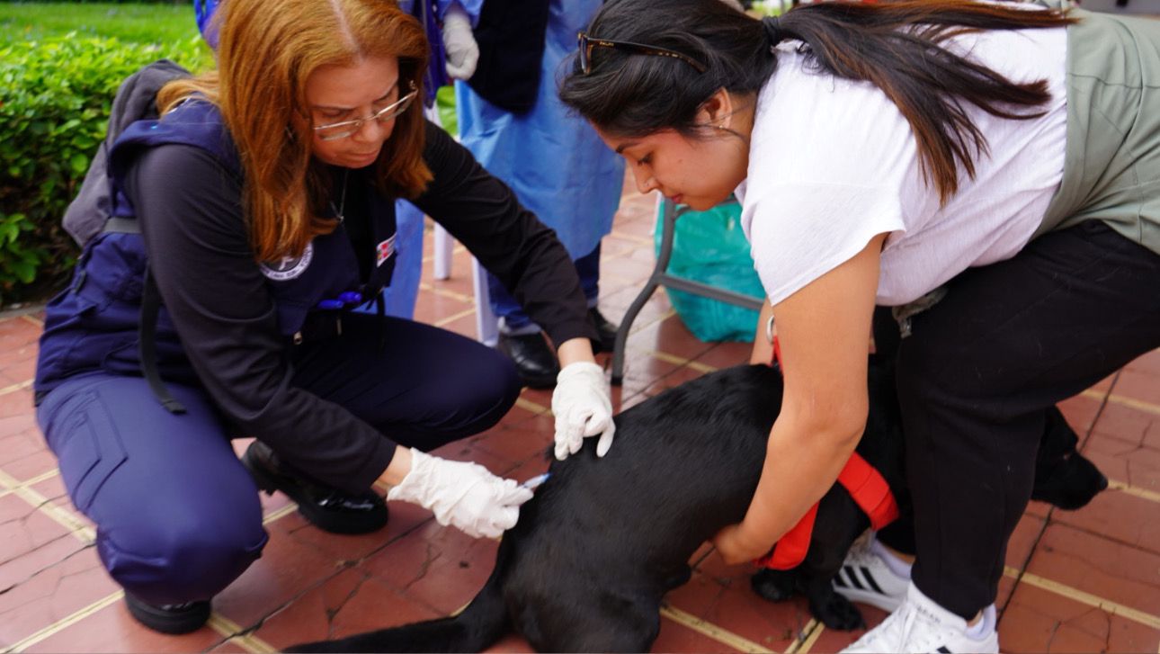VanCan 2024 más de 3.5 millones de canes serán vacunados contra la rabia en todo el Perú
