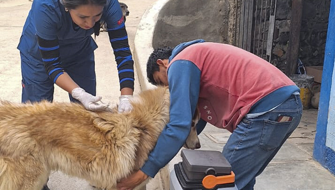 Imagenes de la intervención de la vacunación antirrábica en caserion y Huamachuco.