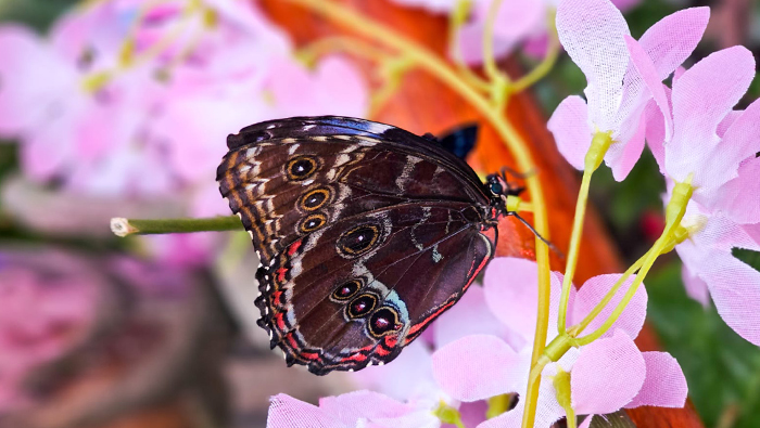 Mariposario Mágico del Circuito Mágico del Agua - 4