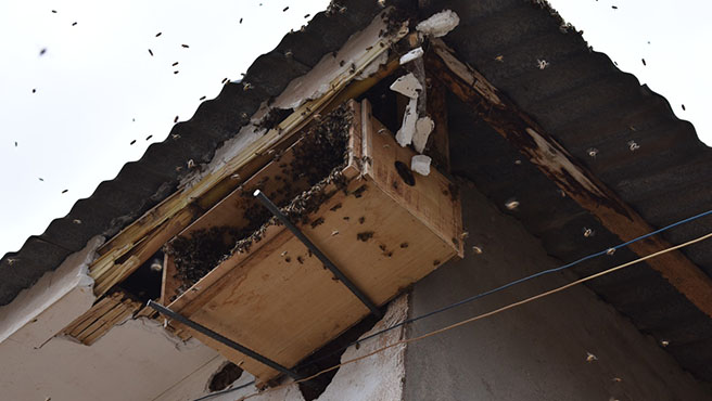 abejas