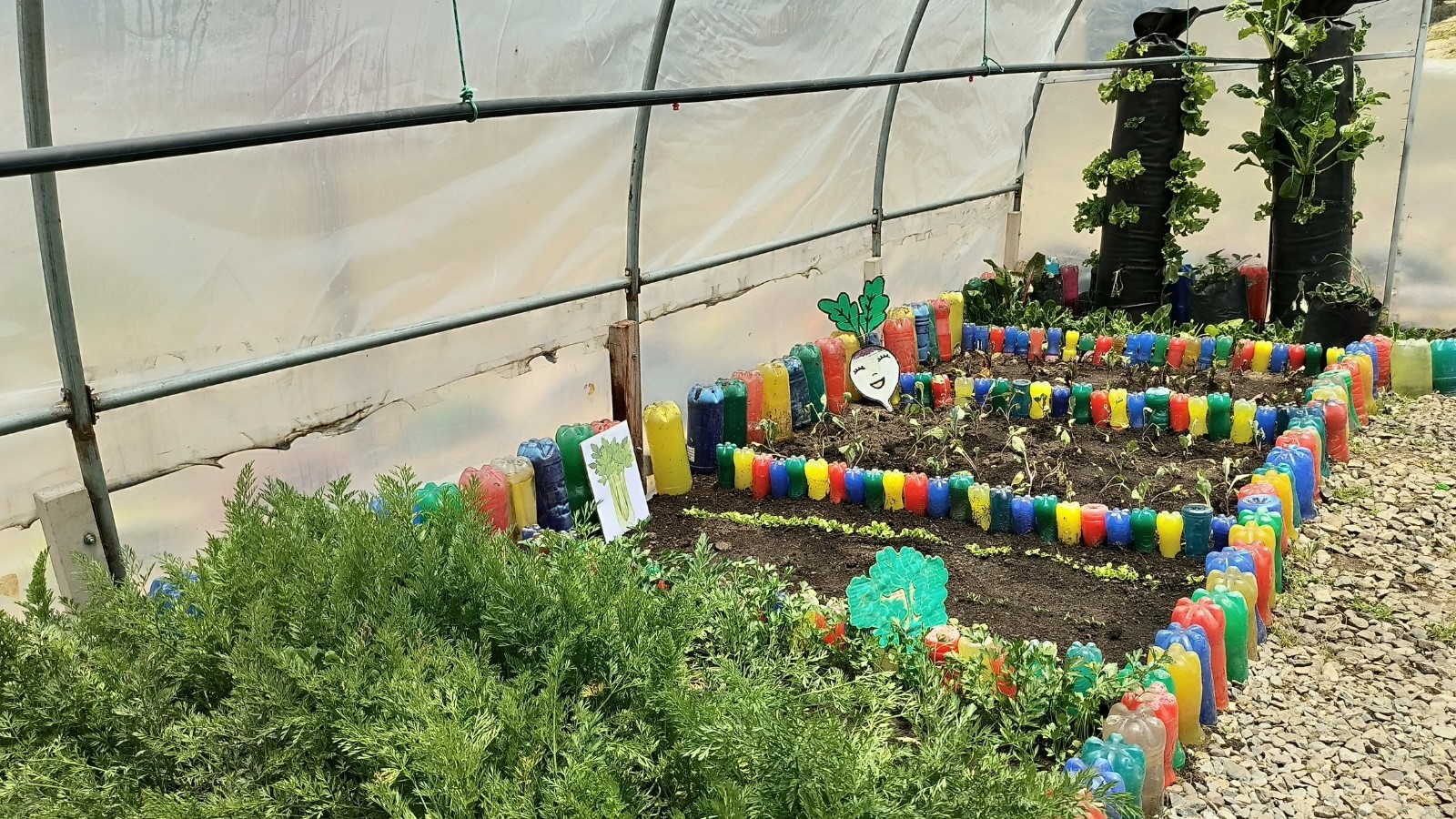 plantas protegidas por fitotoldo.