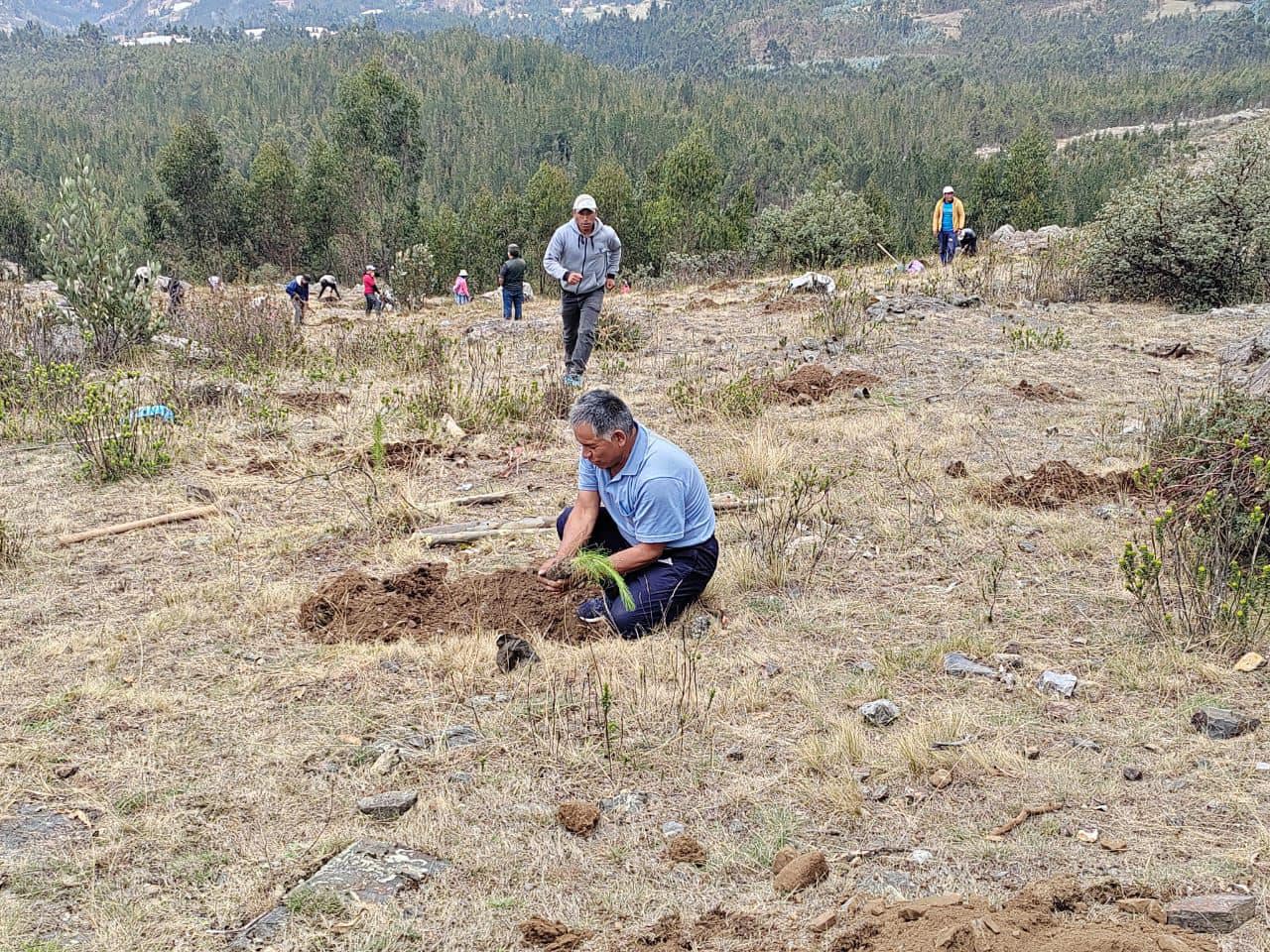 A través del programa “Adopta un Árbol” se producen plantones de eucalipto y pinos.