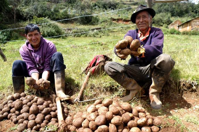 Gobierno proyecta otorgar créditos por más de S/ 3 000 millones a pequeños productores a través de fondo Agroperú