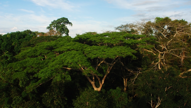 OSINFOR