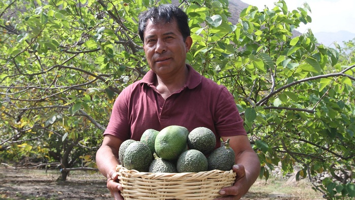 SENASA Peru y pequeños productores oficializan inicio de campaña de exportación de palta en Huancavelica
