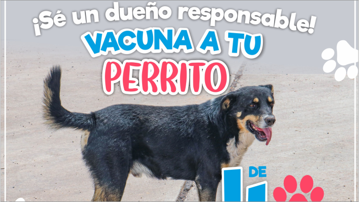 ¡Vacuna a tu perrito de 4 patas!
