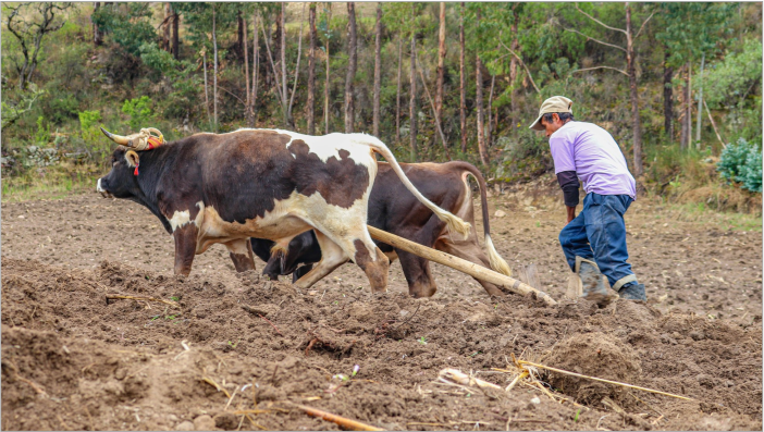 Inicio de siembra de maiz choclero y trigo antapampino en la comunidad de Quiturara
