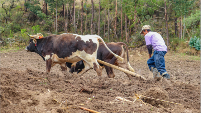 Inicio de siembra de maiz choclero y trigo antapampino en la comunidad de Quiturara