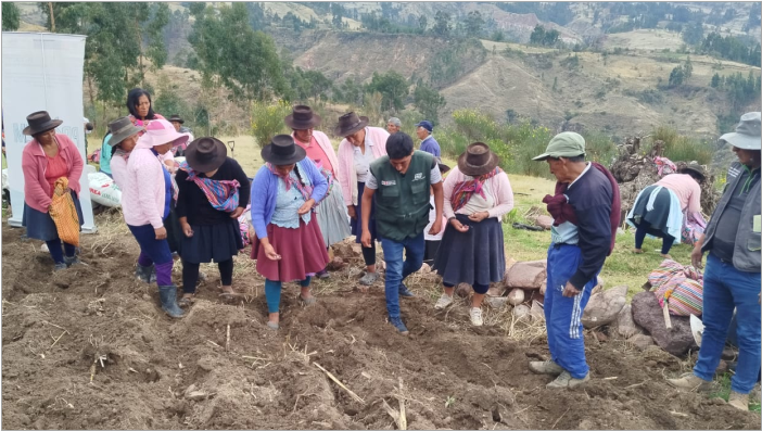 Inicio de siembra de maiz choclero y trigo antapampino en la comunidad de Quiturara