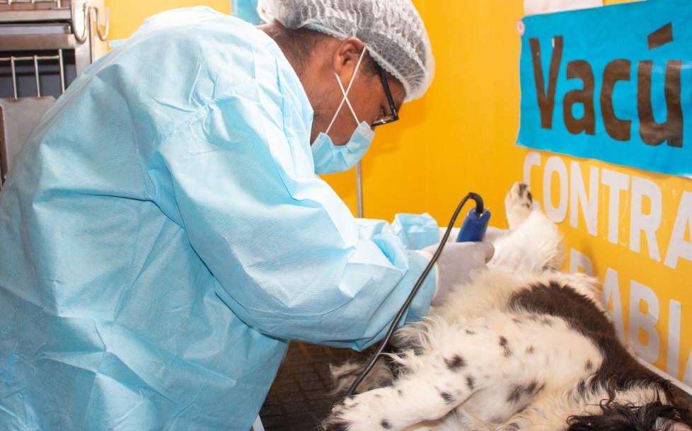 Municipalidad Provincial de Puno realiza exitosa campaña de castración y esterilización de mascotas