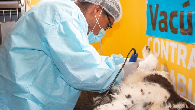 Municipalidad Provincial de Puno realiza exitosa campaña de castración y esterilización de mascotas