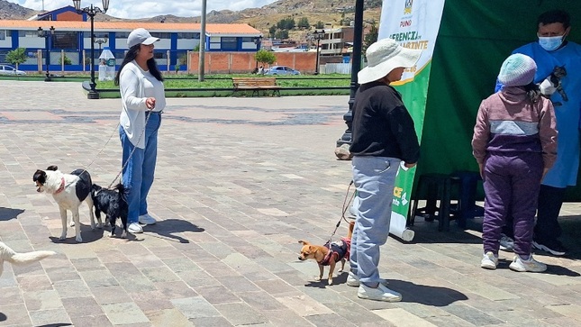 Municipalidad de Puno realizó 376 asistencias técnicas de campaña de desparasitación, golpe vitamínico, vacunación antirrábica 