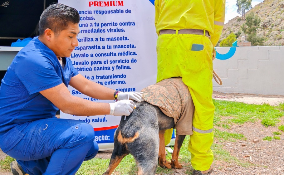 Municipalidad de Puno fomenta la salud animal en el barrio Las Cruces