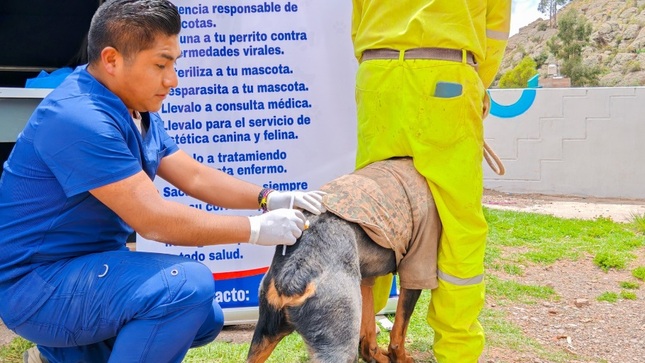 Municipalidad de Puno fomenta la salud animal en el barrio Las Cruces