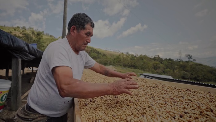 Caficultor de Finca Churupampa produciendo en su parcela