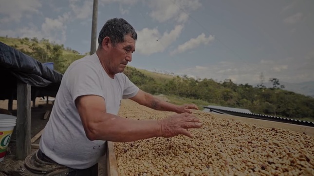 Caficultor de Finca Churupampa produciendo en su parcela