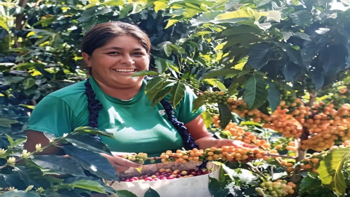 Productora de café recogiendo la cosecha del grano